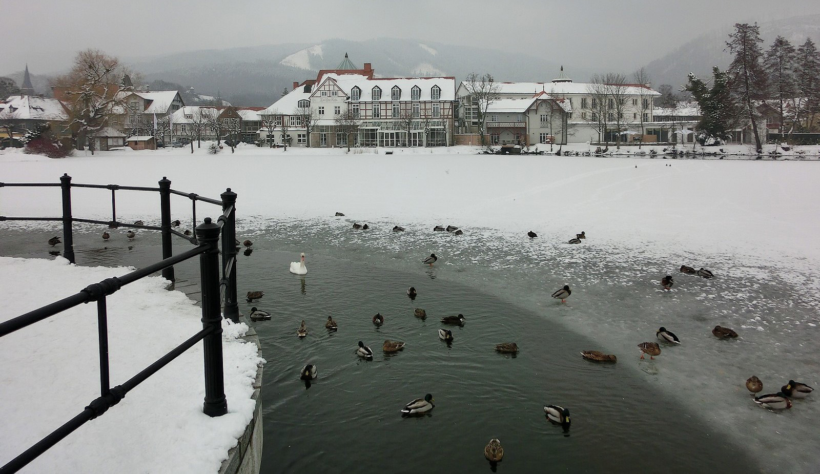 Schwan mit vorteilhafter Tarnung   :-))