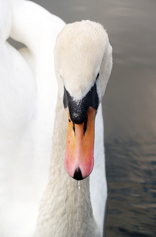 Schwan mit Wassertropfen