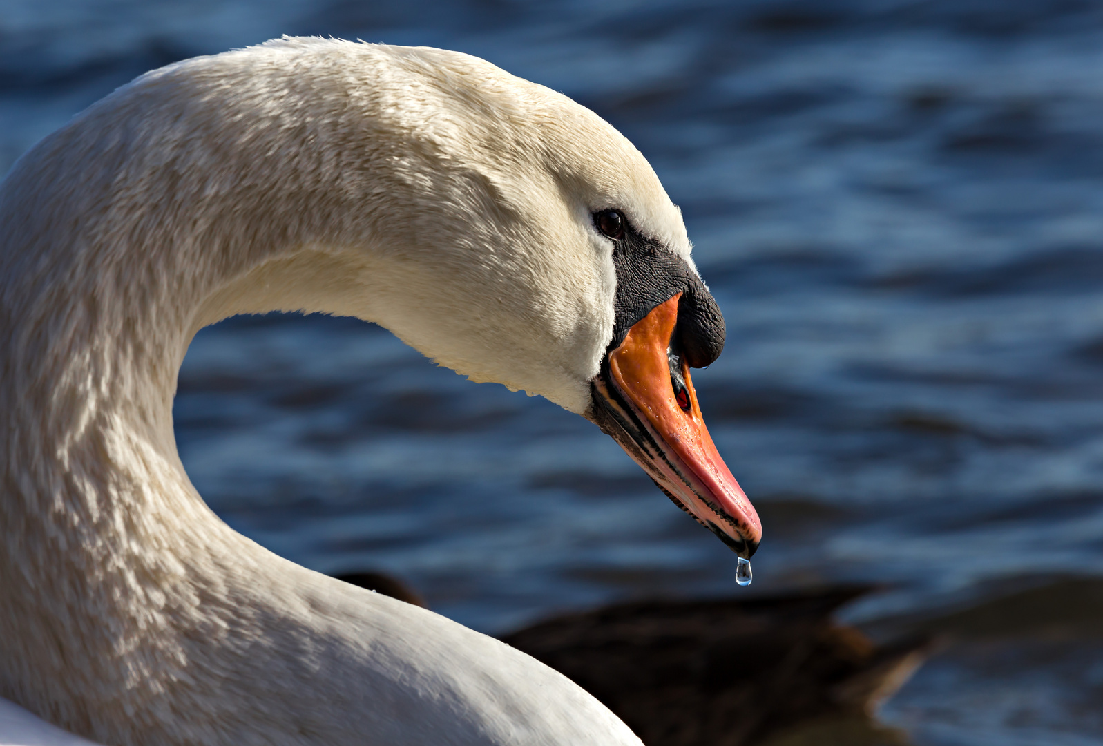 Schwan mit Wassertropfen.