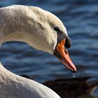 Schwan mit Wassertropfen.