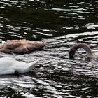 Schwan mit zwei Jungtieren auf der Lahn bei Runkel