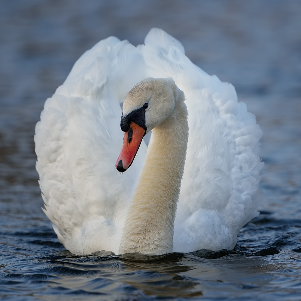 Schwan, mittig