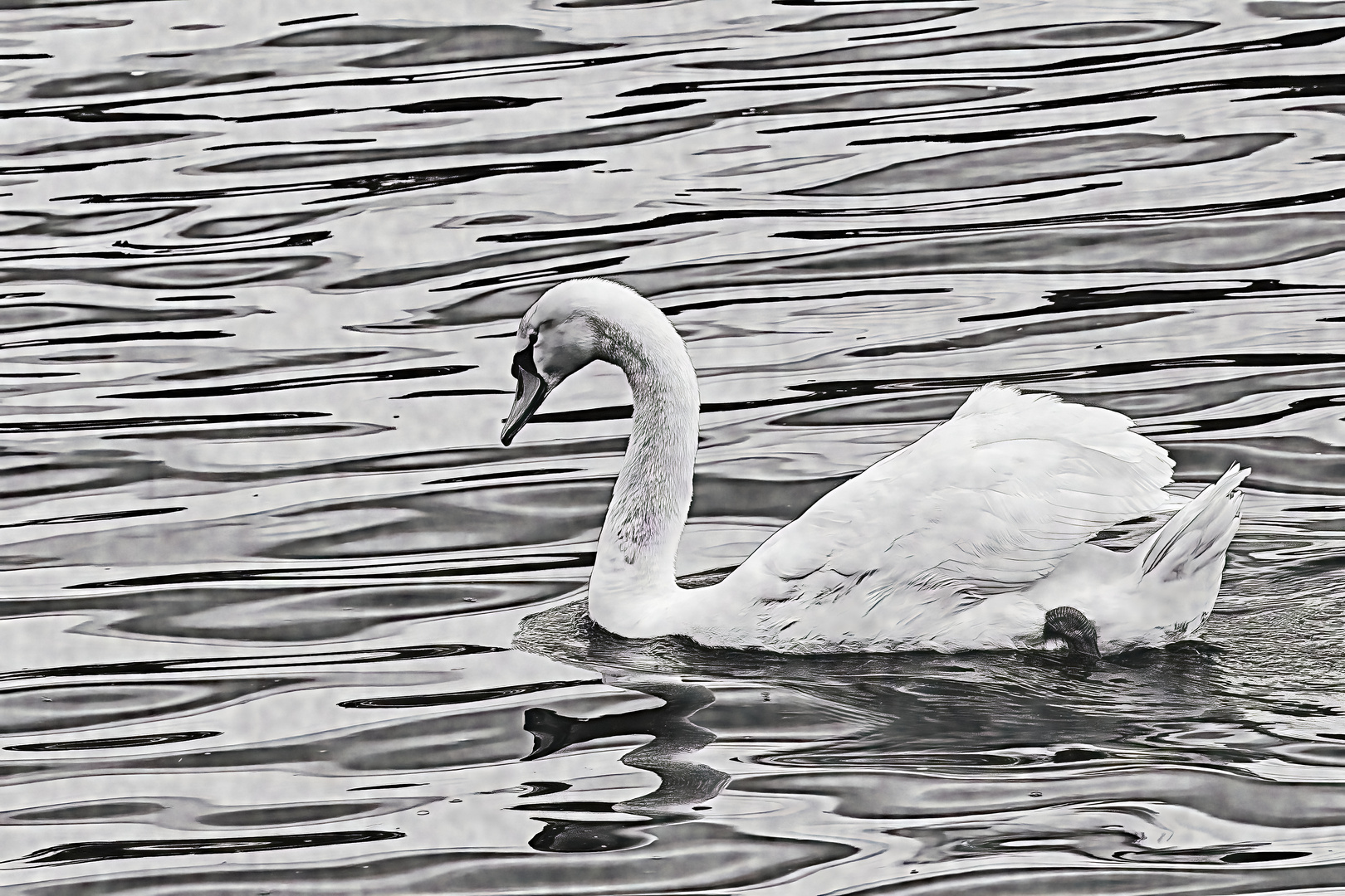  Schwan monochrome