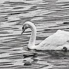  Schwan monochrome