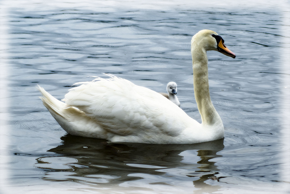 Schwan Mutter mit Kind am paddeln