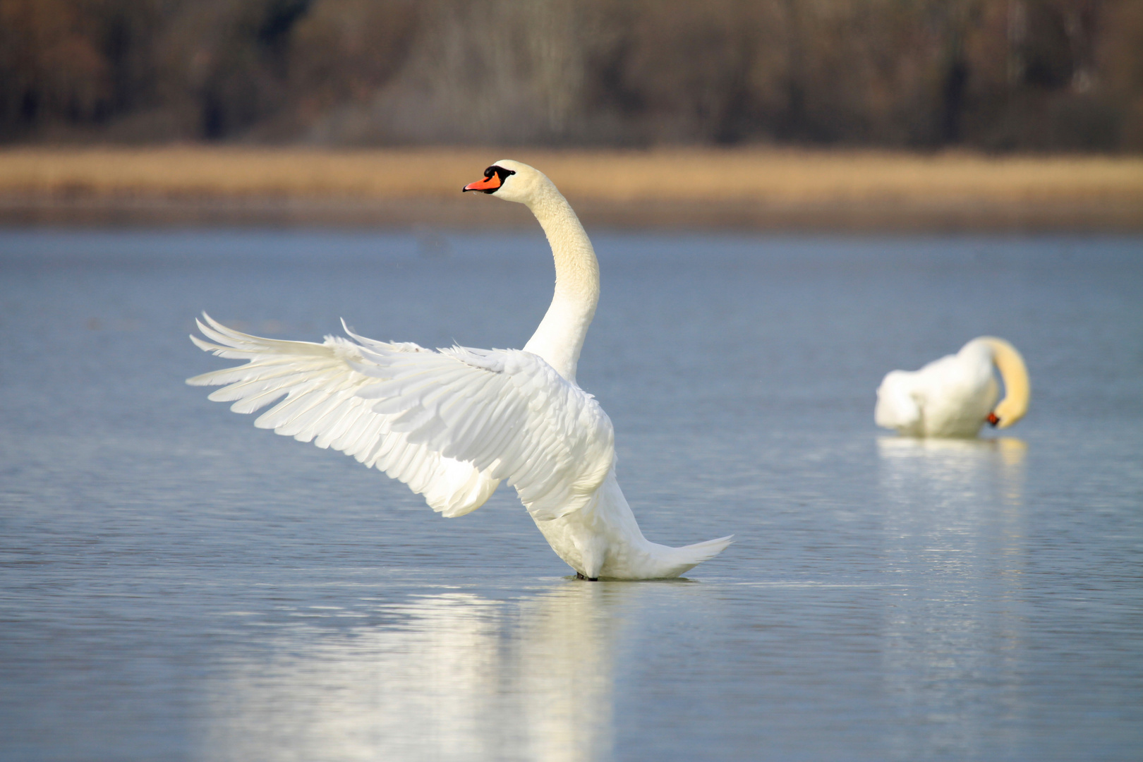 Schwan Nabu