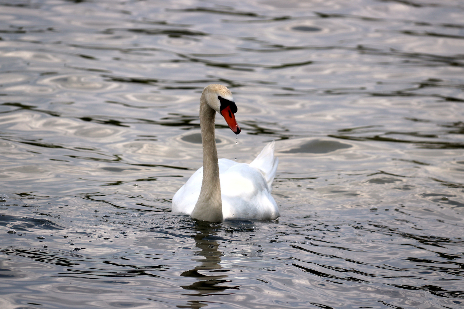 Schwan nach Auftauchen