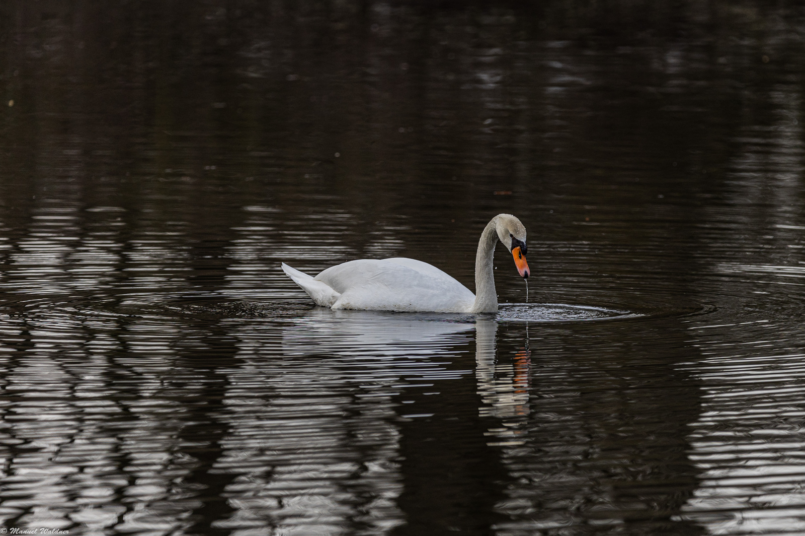 Schwan nach dem tauchen