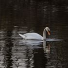 Schwan nach dem tauchen