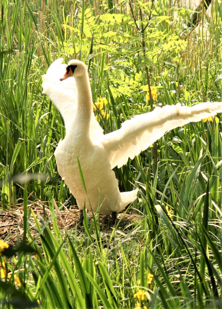 Schwan nach der Flugeinlage im Nest