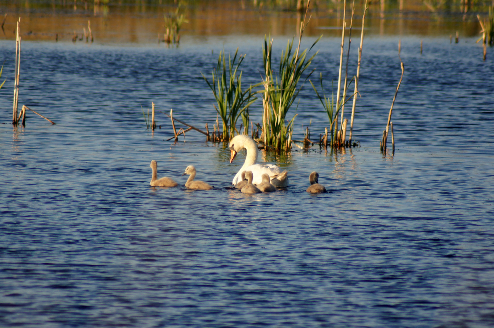 Schwan-Nachwuchs