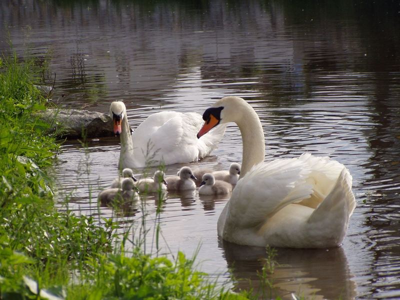 Schwan Nachwuchs an der Aist