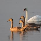 Schwan-Nachwuchs im Morgenlicht