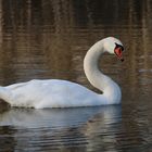 Schwan -Neugier -