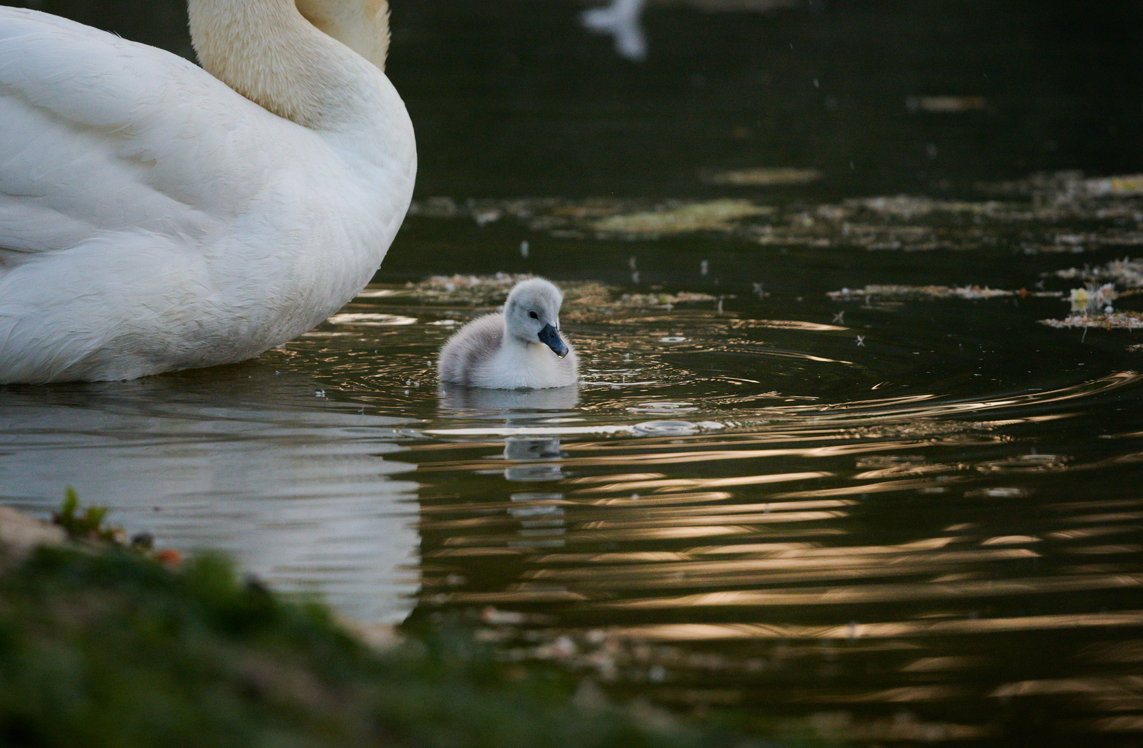 Schwan noch klein