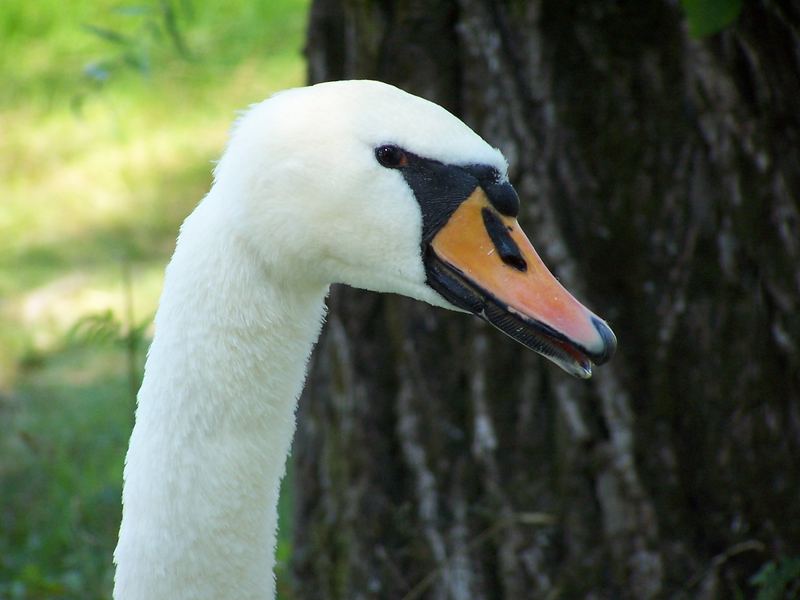 Schwan Nr2