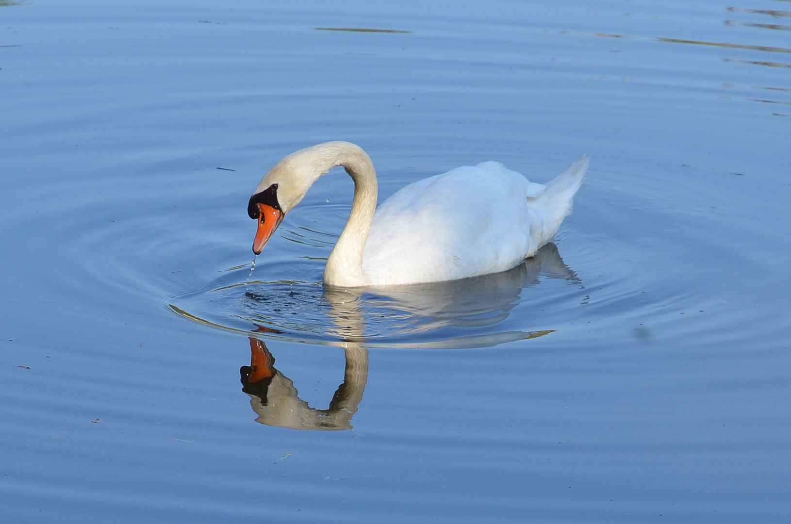 Schwan NSG Waghäusel