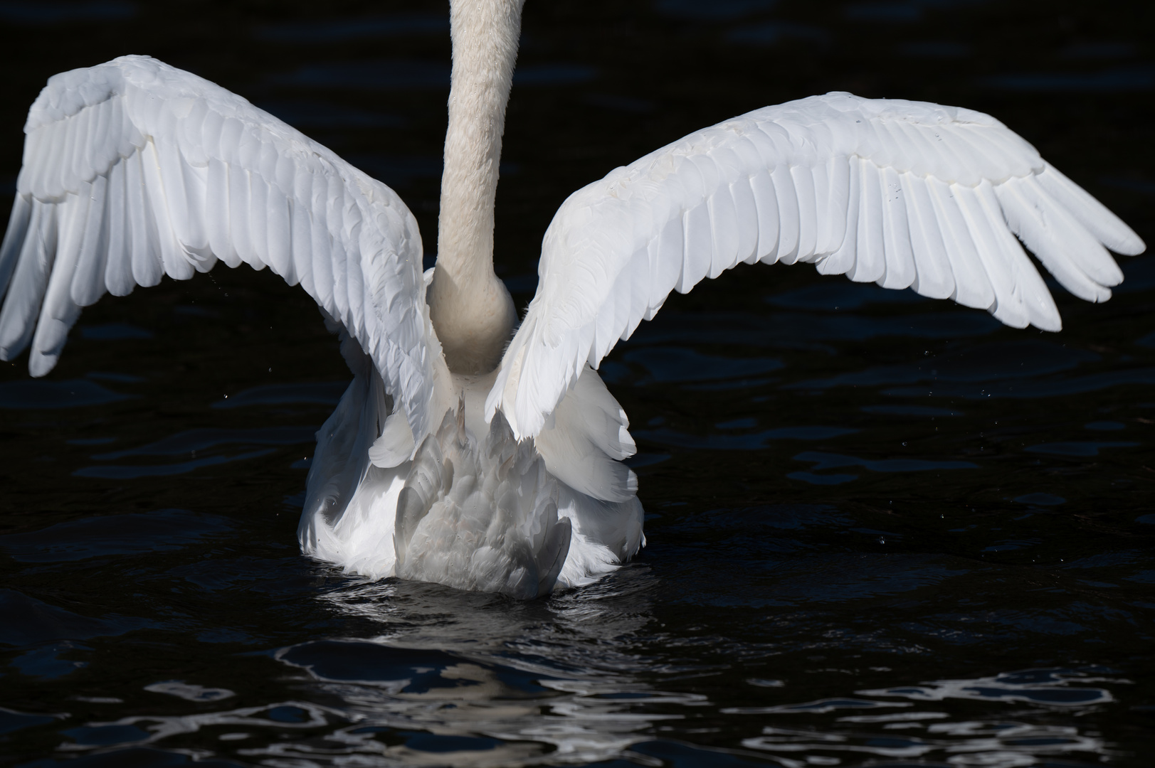 Schwan Nymphenburger Park