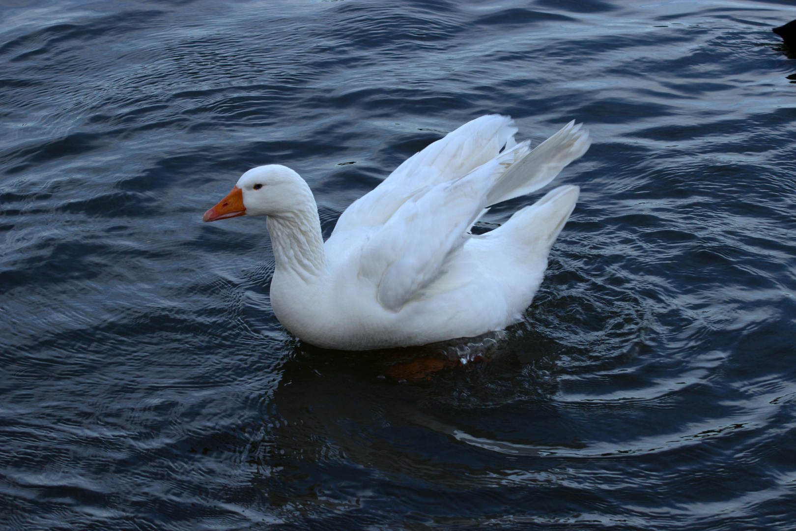 Schwan - Obersee Bielefeld