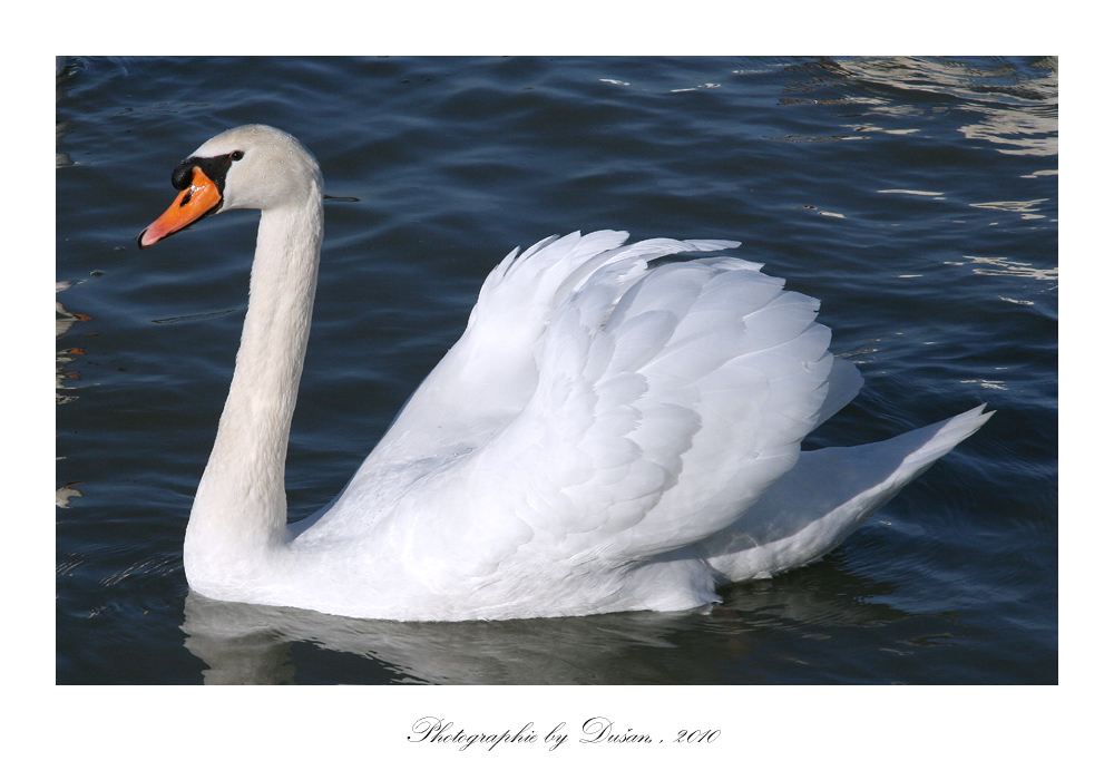 Schwan oder Platzhirsch ?