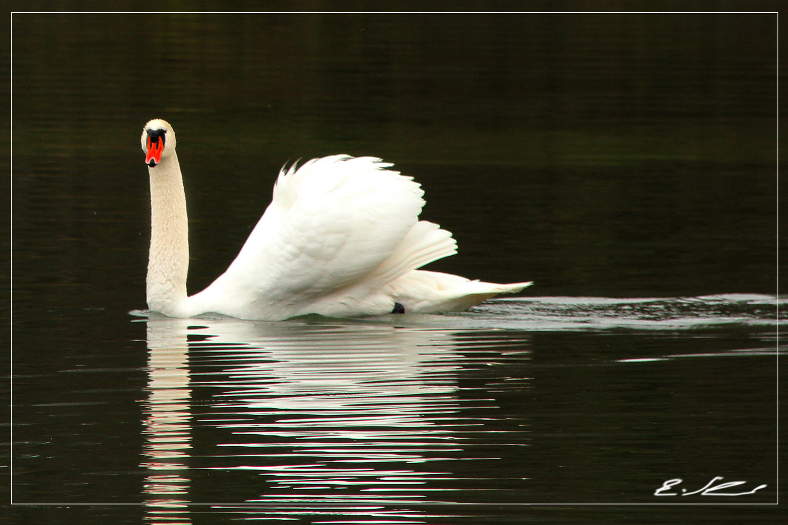 Schwan ohne Gefolge