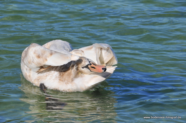 Schwan ohne Hals