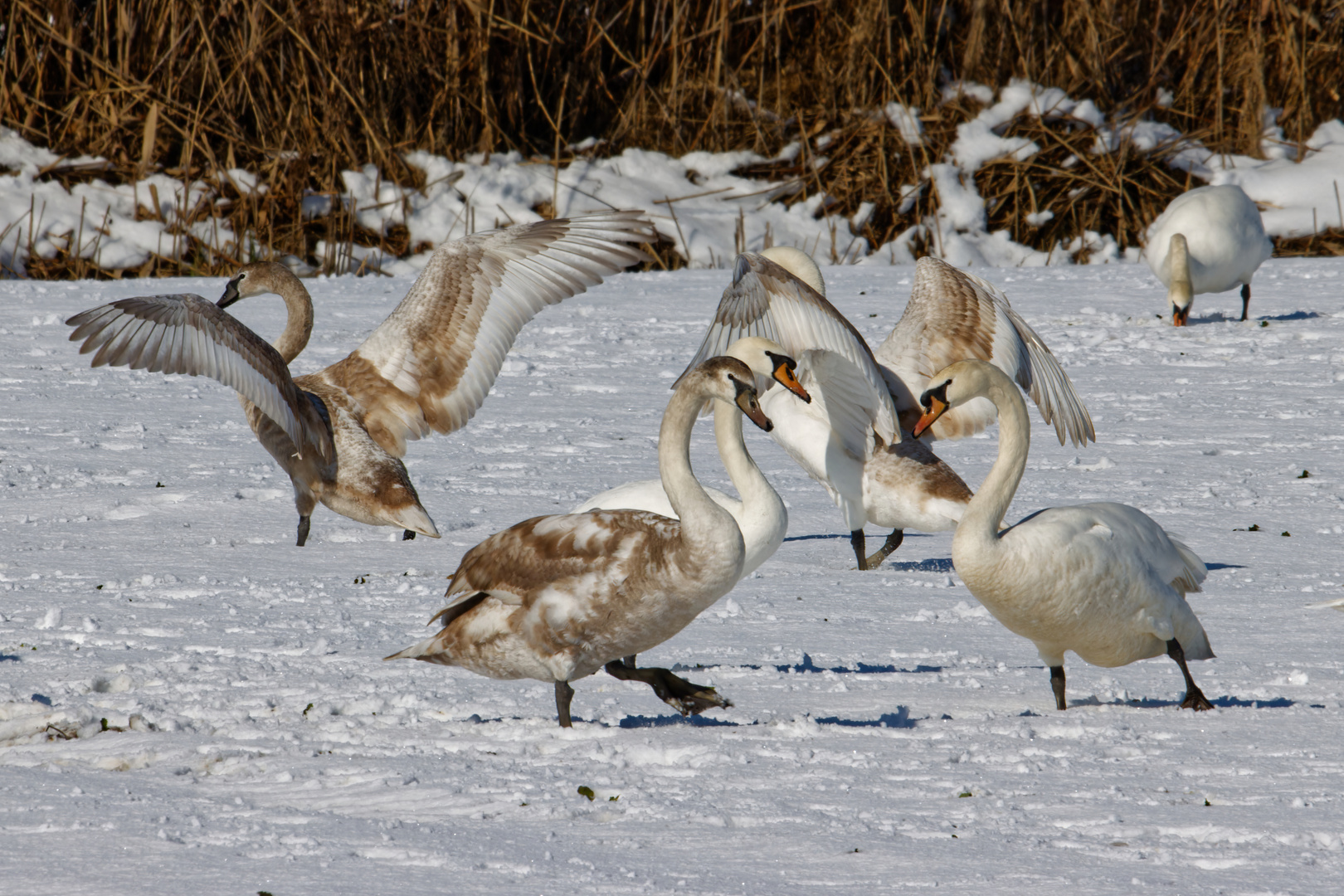 Schwan Party im Schnee