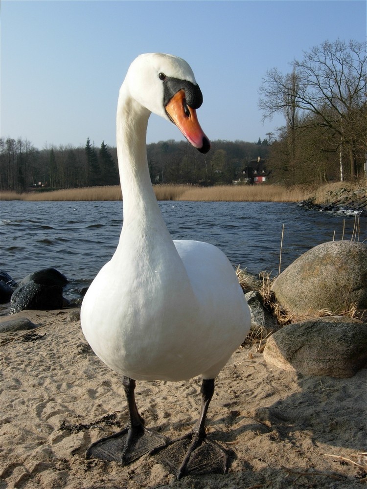 Schwan Paul