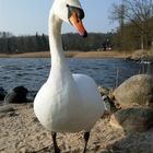 Schwan Paul