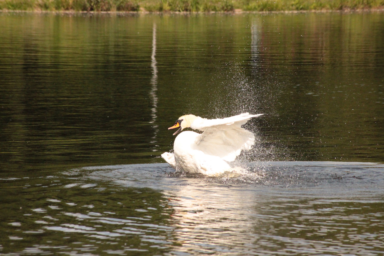 Schwan plantscht