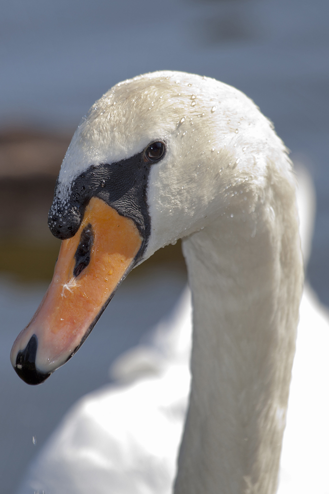 Schwan Portait