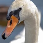 Schwan Portait