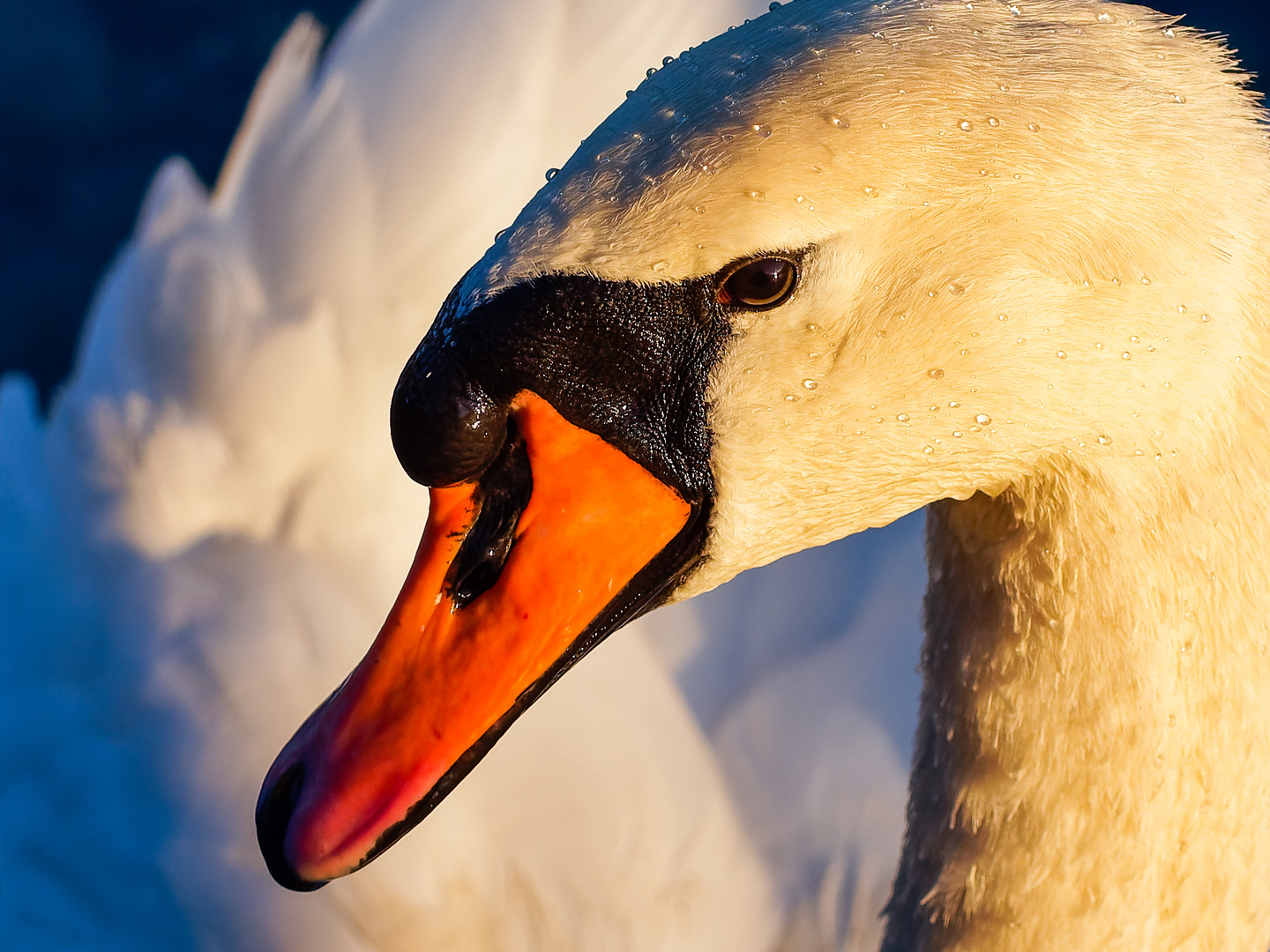 Schwan Porträt