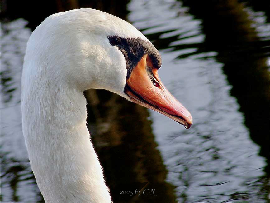 Schwan Portrait 1