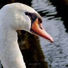 Schwan Portrait 1