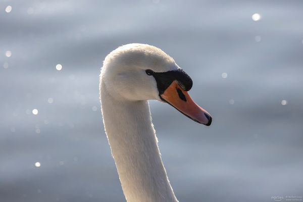 Schwan Portrait