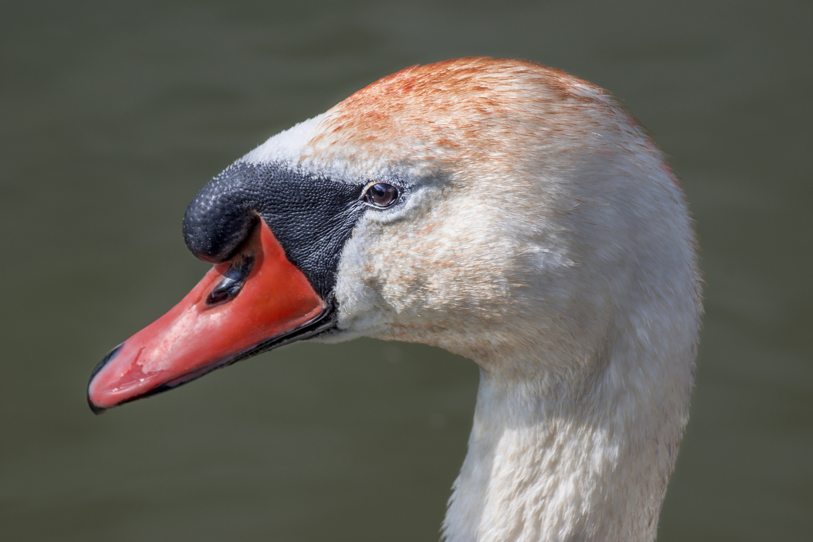 Schwan Portrait