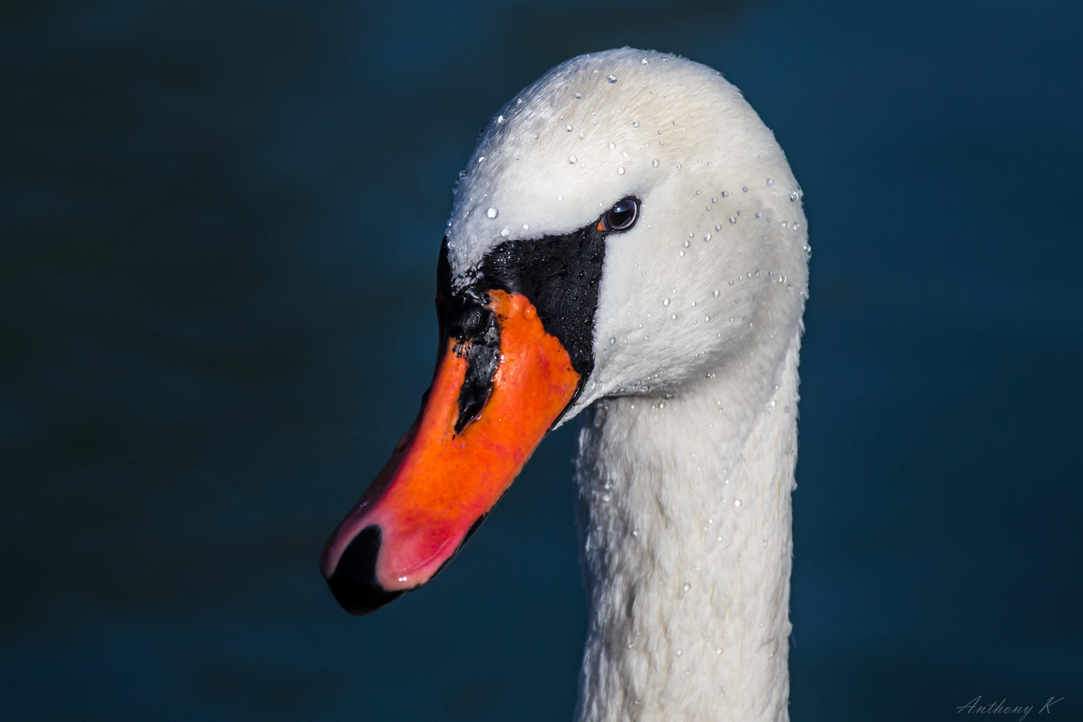 Schwan Portrait