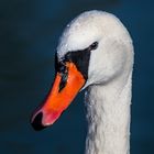 Schwan Portrait