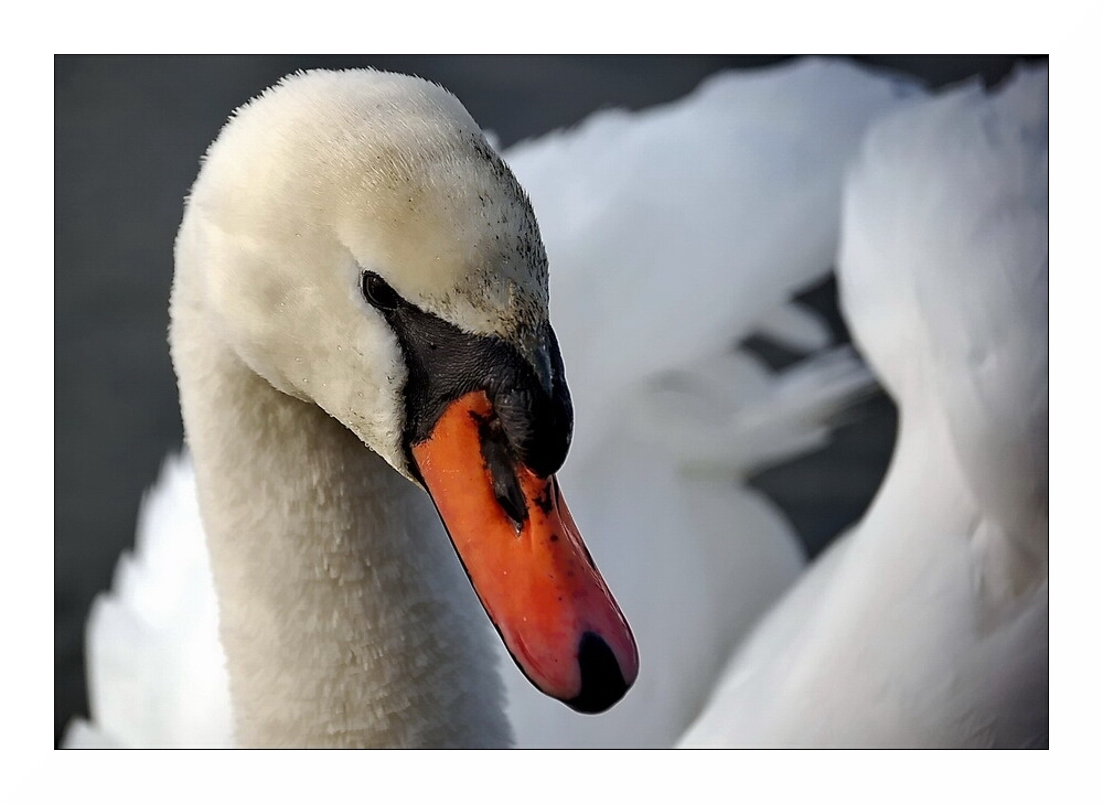 Schwan Portrait