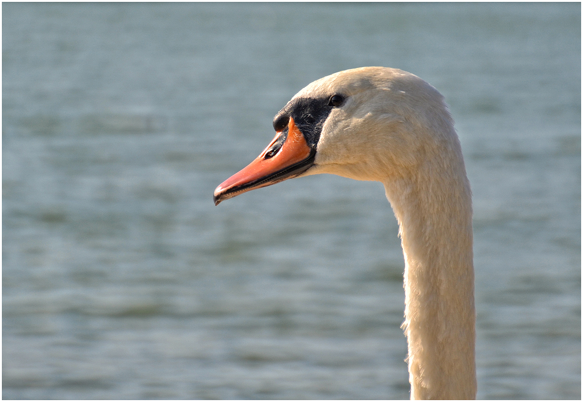 Schwan Portrait