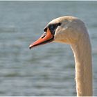 Schwan Portrait