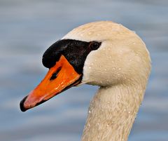 Schwan Portrait