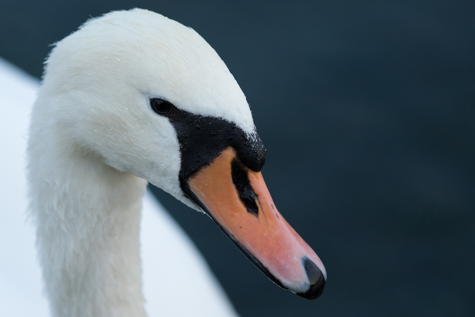 Schwan Portrait