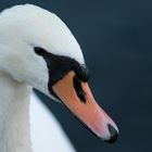 Schwan Portrait