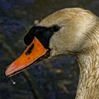 Schwan-Portrait