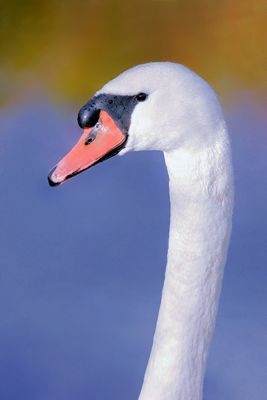 Schwan-Portrait