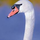 Schwan-Portrait