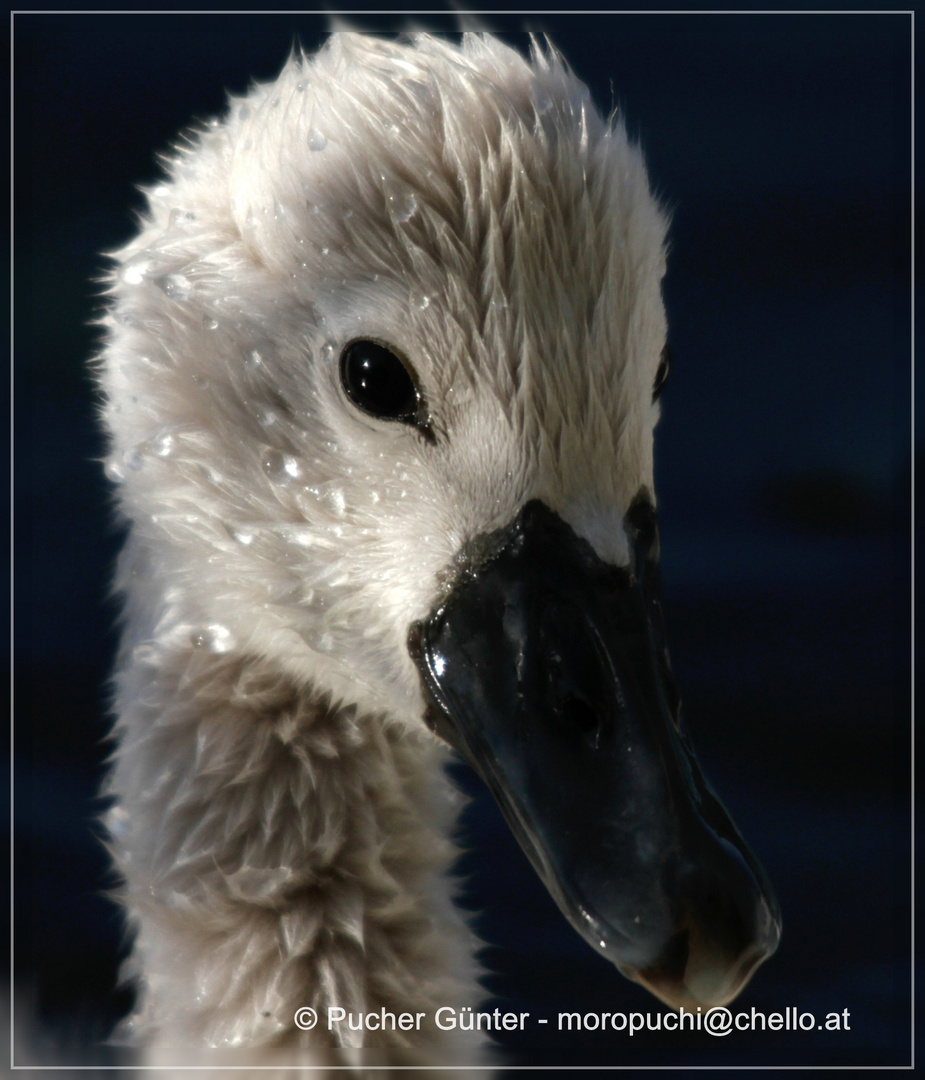 Schwan Portrait