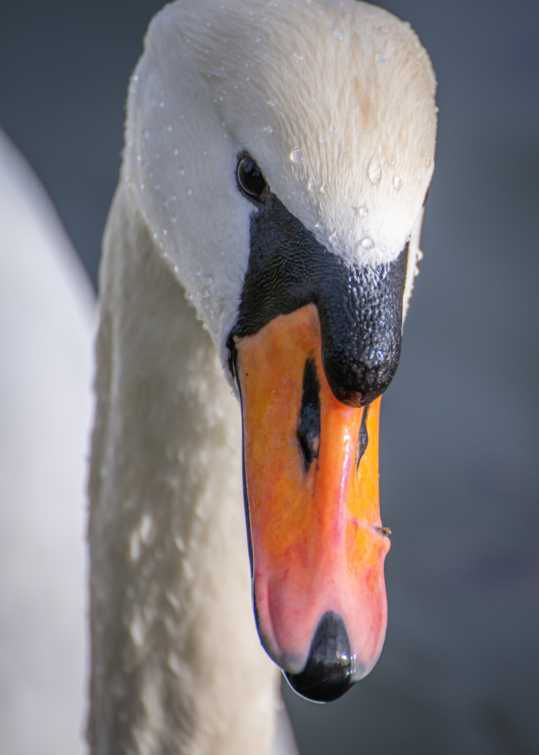 Schwan Portrait